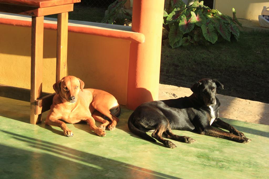 Gipsy Ranch Rooms Cabarete ภายนอก รูปภาพ